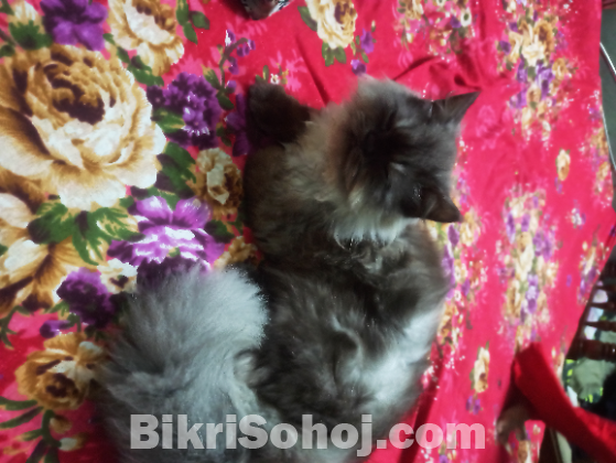 Persian Cat